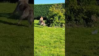 Wolf vs Malinois ‍