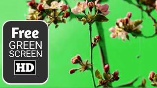 Beautiful apple tree green screen video ||Flower green screen || green screen HD