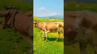 گاۓ#video #faru#virl