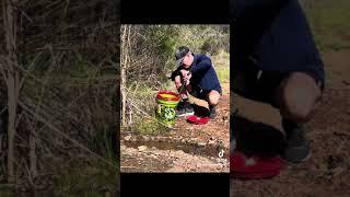 Huge Rattlesnake  The capture and release