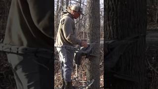 HOW TO use a CLIMBER Tree stand!!