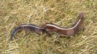 Hemitheconyx caudicinctus pair -- African Fat-tail gecko part 2