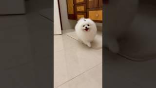 Lulu spitz #animais #pets #desenho #cachorro #dog #cat #shorts #viralvideo #gatinho #gato #puppy pig