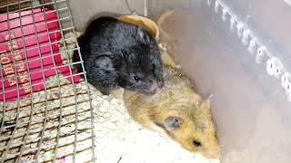 Hamsters make love (Hamster mating) 