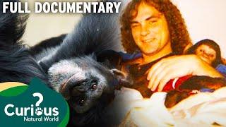 The Chimp That Changed This Mans Life Forever | Full Documentary | Predator Pets