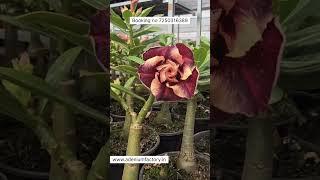 Rare Adenium Plant Online Shopping 🪴#adenium #plants #flowers #garden