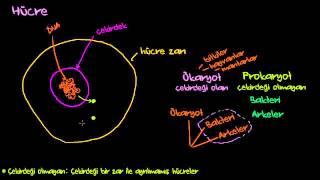 Hücre Çekirdeği, Hücre Zarı, Ribozomlar, Ökaryotlar ve Prokaryot (Biyoloji / Hücrenin Yapısı)
