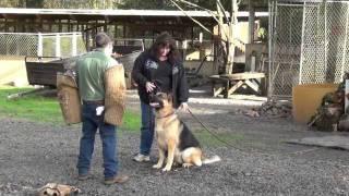 Schilling Law Dog's Training by Ken Schilling