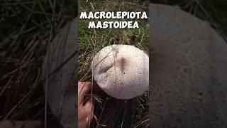 Macrolepiota mastoidea #shorts