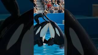  ORCA ATTACK CAUGHT ON CAMERA: Trainer Jessica Radcliffe's FINAL MOMENTS (TERRIFYING FOOTAGE) Viral