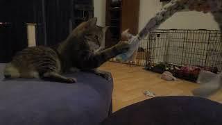 generic cat video