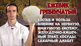 Ежовик гребенчатый  Полезные свойства гриба, от чего лечит?