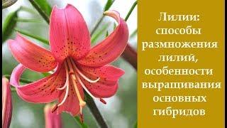  Лилии: способы размножения лилий, особенности выращивания основных гибридов