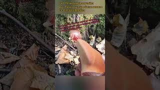 Гриб-мясо, печёночница обыкновенная (Fistulina hepatica), трутовик который удивляет #грибалка #гриб