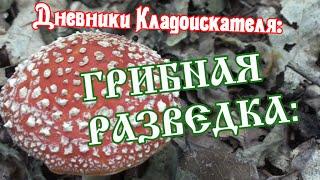 ГРИБНАЯ РАЗВЕДКА: Дневники Кладоискателя: