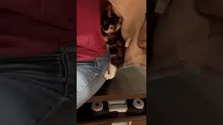Video of adoptable pet named Becky