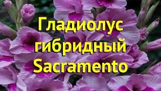 Гладиолус гибридный Сакраменто. Краткий обзор, описание характеристик Sacramento