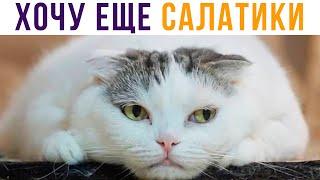 ХОЧУ ЕЩЕ САЛАТИКОВ! Приколы с котами | Мемозг #542