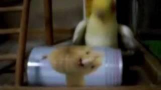Final Fantasy VII Cockatiel Vs Chocobo