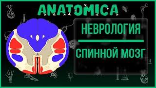 Спинной мозг: полное строение, функции, топография / Неврология