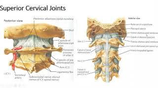 Gross Anatomy   Head & Neck   Joints of Neck 1