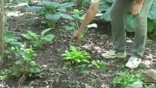 Hosta Garden Video Tours 6