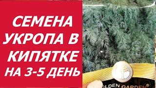 УКРОП В КИПЯТКЕ - 3 , 5 ДЕНЬ !!!