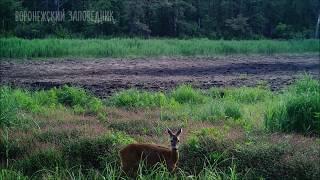 Гон косуль в Воронежском заповеднике