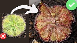 TOP 7 Beginner Mistakes When Growing Sundews (Drosera Care + Tips)