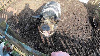 Mr Porky pig loves his bananas.Sits when instructed.