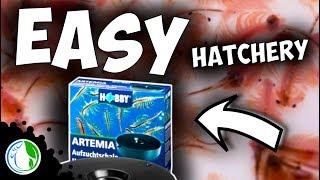 BABY BRINE SHRIMP HATCHERY KIT! HOBBY BRAND ARTEMIA HATCHERY REVIEW