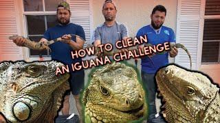 How to clean an iguana Challenge. Warning graphic content.