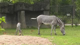 Zebra Foal Born at Brookfield Zoo Chicago