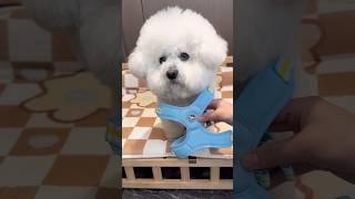 Smart Dog Beautiful Dress#dog #dogs #doglover #dogshorts #puppy #puppies