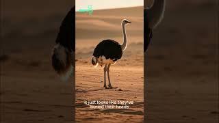 Ostriches Don’t Bury Their Heads?