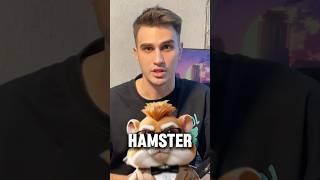 Сколько денег раздаст Хамстер Комбат? Цены монеты Hamster Kombat #hamsterkombat #хамстеркомбат