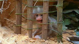 Pity baby monkey lion is a man make a sweet home for live.