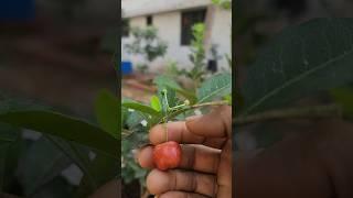 Apple cherry | West Indian cherry fruited in my garden