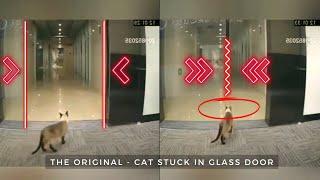 Poor cat gets HEAD stuck between glass door, but LUCKILY got saved | Did You Miss This?