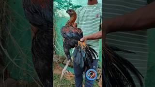 Good quality #black skin #viralshorts #ytshorts #trending #bhupesh