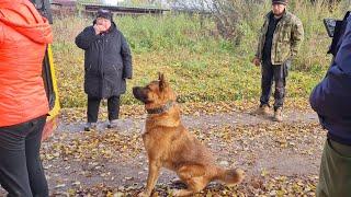 Сюрпризы осенней погоды, самостоятельный пёс Кубик и разноцветные листья