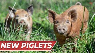 Raising PIGS for BEGINNERS! [In-Depth Guide]