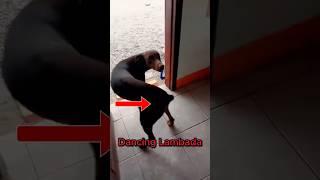 Dogs Dancing Like Humans!  Funniest Dog Dance Compilation Ever  #shorts