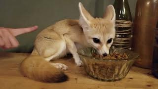 Hanging out w/ Lucy the Fennec Fox