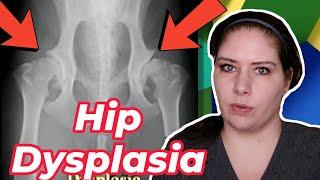 Hip Dysplasia Demystified: Vet Insights for Pet Guardians