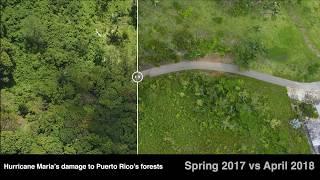 Hurricane Maria Before/After Air Photos of Puerto Rican Forests