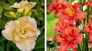 How to Plant Hemerocallis: Summer Garden Guide