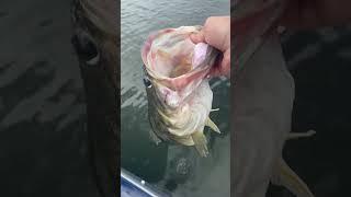 8.11lbs!! Missed a giant 11-12lbs. She jumped and came off. #bassfishin #6thsense #bassfishing