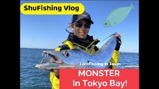 SEABASS FISHING - Caught 120cm Dragon and Many Seabass at Tokyo Bay!