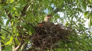 Mother Northern Mocking Bird with Beak Wide & 2 Chicks in Nest! Rest Stop, SC